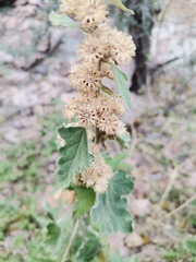 Sphaeralcea fendleri