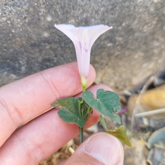 Ipomoea