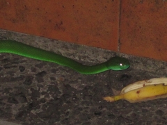 Trimeresurus insularis