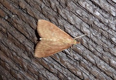 Pyraustinae