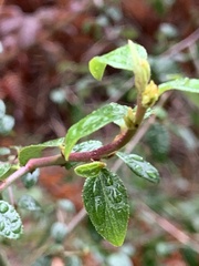 Ceanothus oliganthus sorediatus