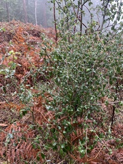 Ceanothus oliganthus sorediatus