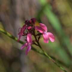 Stylidium squamosotuberosum