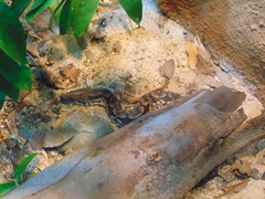 Acrantophis dumerili