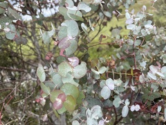 Eucalyptus rubida rubida