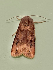 Agrotis