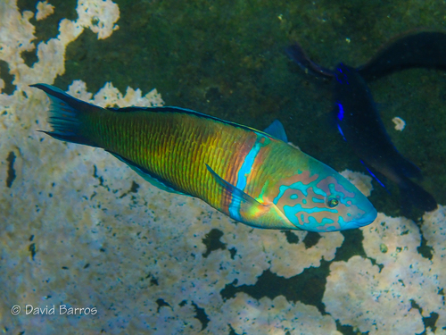 Ornate Wrasse