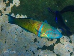 Ornate Wrasse photo 3