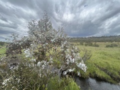 Eucalyptus rubida rubida