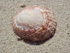 Cellana denticulata
