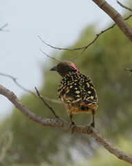Chlamydera guttata