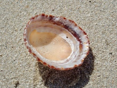 Cellana denticulata