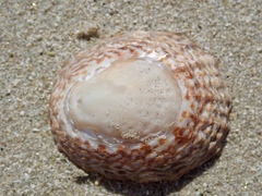 Cellana denticulata