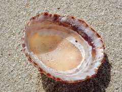 Cellana denticulata