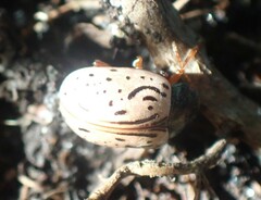 Calligrapha philadelphica