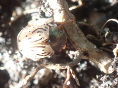 Calligrapha philadelphica