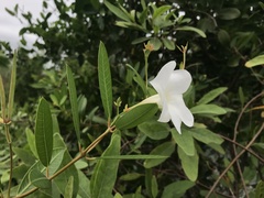 Rhabdadenia biflora