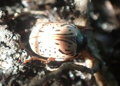 Calligrapha philadelphica