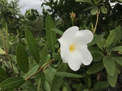 Rhabdadenia biflora