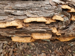 Fuscoporia gilva