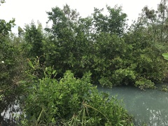 Rhabdadenia biflora