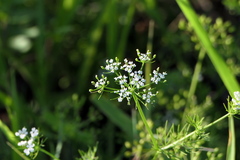 Ptilimnium capillaceum