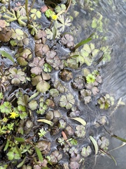 Hydrocotyle rivularis
