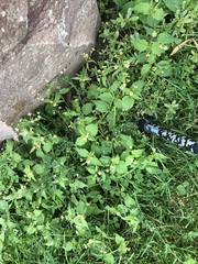 Galinsoga quadriradiata