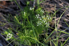 Ptilimnium capillaceum