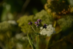 Verbena