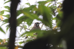 Trochalopteron affine