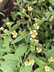 Galinsoga quadriradiata