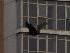 Anhinga melanogaster