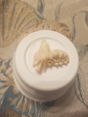 Archosargus probatocephalus