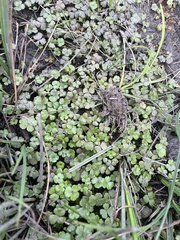 Hydrocotyle