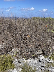 Cordia sebestena