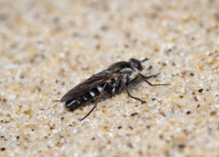 Anabarhynchus maritimus