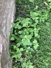 Galinsoga quadriradiata