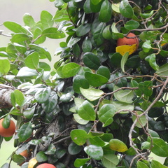 Ficus aurantiaca parvifolia