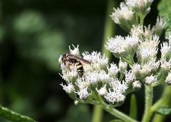 Philanthus ventilabris