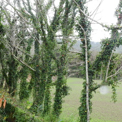 Ficus aurantiaca parvifolia