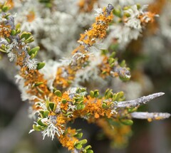 Teloschistes velifer