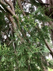 Juniperus virginiana