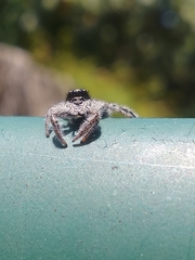 Ocrisiona leucocomis