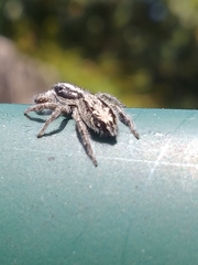 Ocrisiona leucocomis