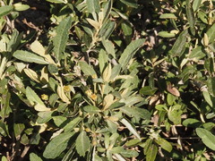 Olearia phlogopappa