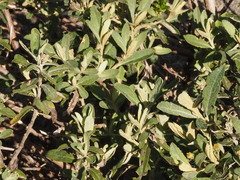 Olearia phlogopappa