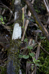 Pterostylis trullifolia