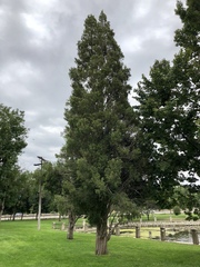 Juniperus virginiana