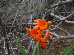 Cordia rickseckeri